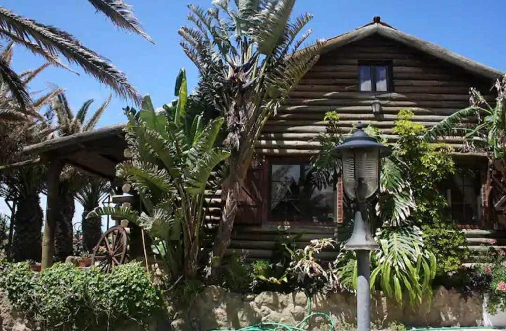 una cabaña de madera con una palmera delante de ella en Casa da Rústica, en Atalaia de Cima
