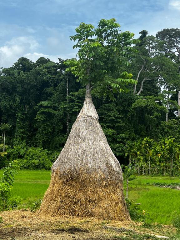 a large straw pile with a tree in a field at Bhūma in Havelock Island