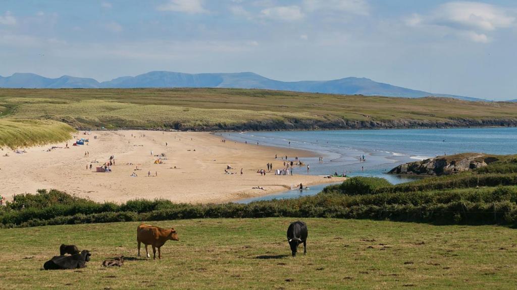 a group of cows grazing in a field near a beach at Capel Seion in Aberffraw