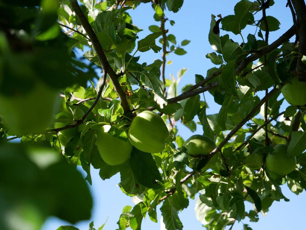 Zahrada ubytování Feriengasthof Löwen