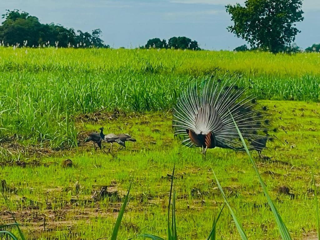 a peacock standing in a field with two ducks at LIFE OF COCO in Galge