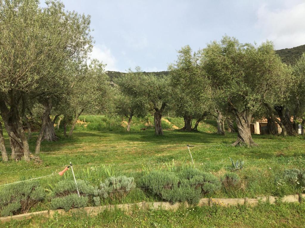 um campo com árvores, relva verde e arbustos em Le Camping de Cucugnan em Cucugnan