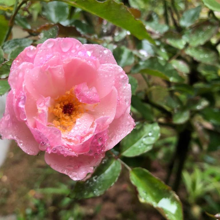 Trang An Moon Garden Homestay - 11