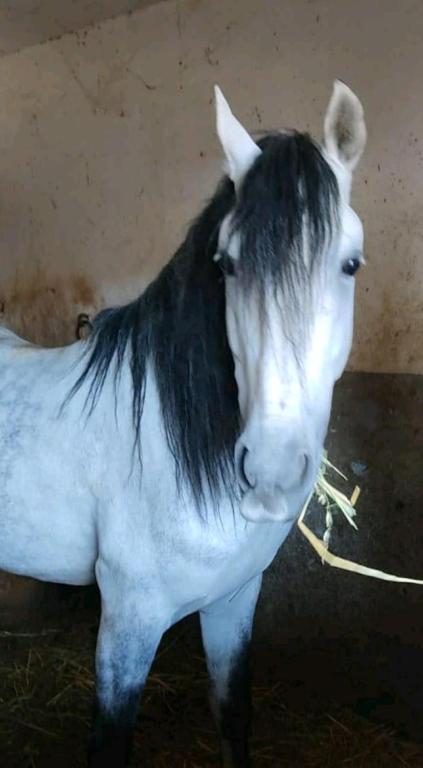 a black and white horse standing in a barn at Casa Barranco de la Sal in Puerto del Rosario