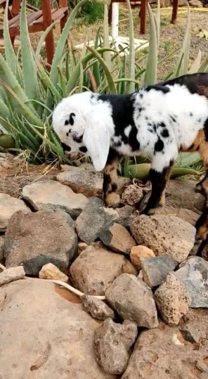 a black and white dog walking on rocks at Casa Barranco de la Sal in Puerto del Rosario