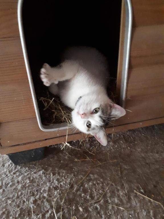 Ospiti di de blinker con animali domestici