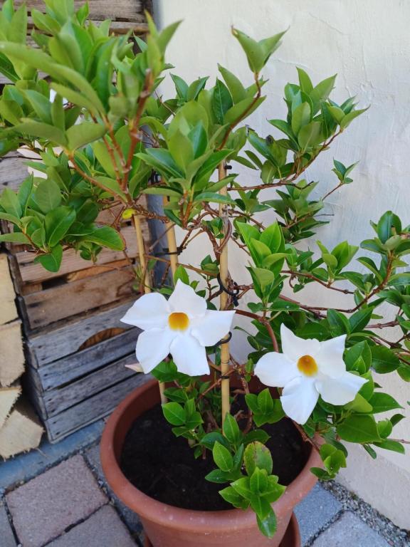 Villa Romy mit 3 Gästezimmer - 3