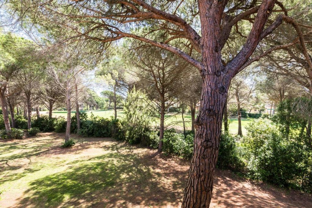 un arbre au milieu d'un parc dans l'établissement Résidence Saint-Raphaël Valescure - maeva Home - Appartement 2 Pièces 6 Personnes - Sélection MAE-1874, à Valescure