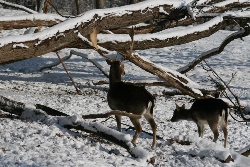 Hotel Restaurant - Häuserl im Wald Graz - Resim 39