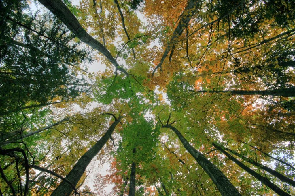 a view from the ground looking up into the trees at Hotel Restaurant - Häuserl im Wald Graz in Graz