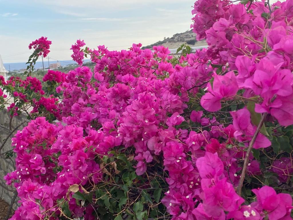 un ramo de flores rosas en un campo en Villa Marmelada, en Ierápetra