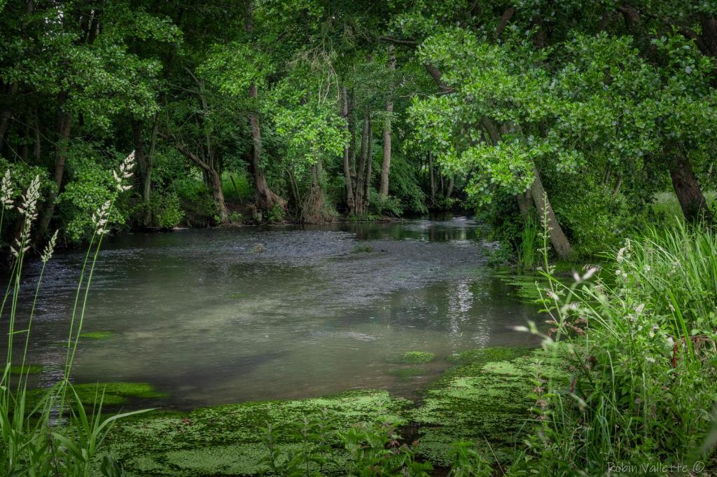 un río en un bosque con árboles y agua en Gîte de l'Ecrin de l'Andelle - Forêt de Lyons, 