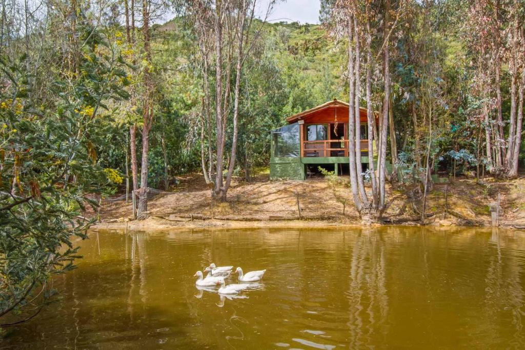 a group of ducks in the water in front of a cabin at Cabaña Tipo Glamping Savieza Life Experience in Nemocón