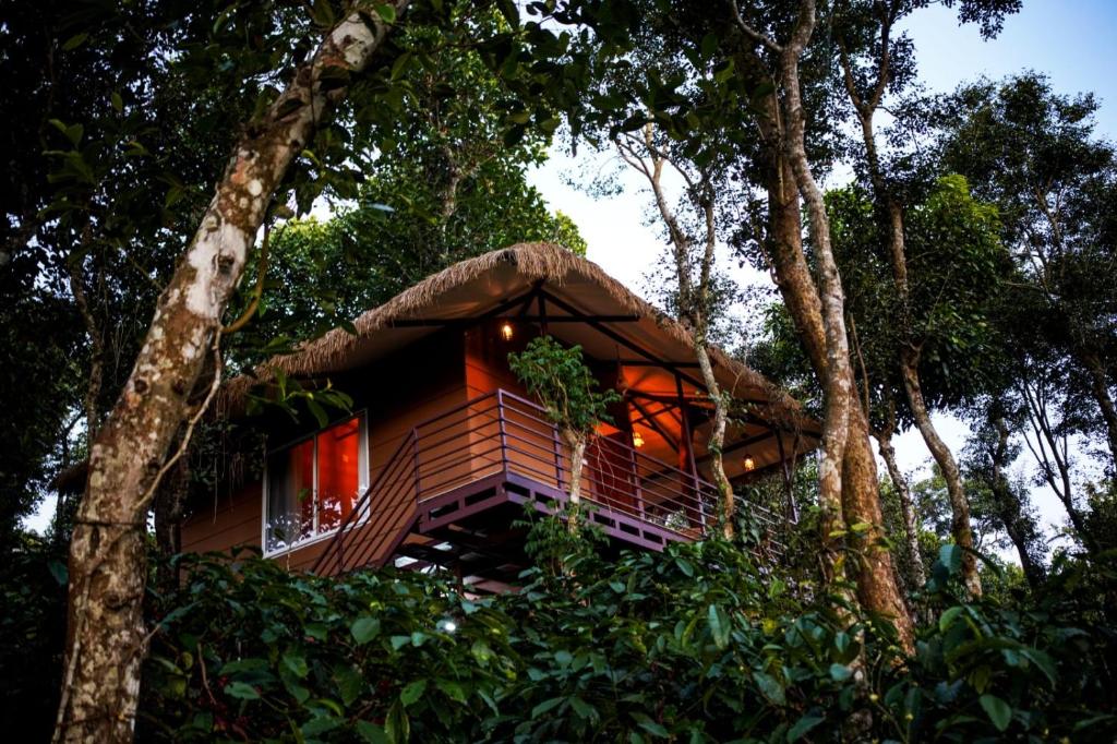 曼南塔法迪的住宿－Coffee Cradle Wayanad Luxuorios Private Tree House - Inside 2 Acre Coffee Plantation，森林中的一个树屋