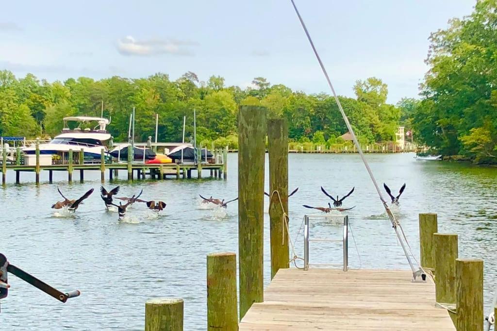 eine Gruppe von Vögeln, die mit einem Steg über einen See fliegen in der Unterkunft Waterfront Home With Boat Dock & Study in Weems