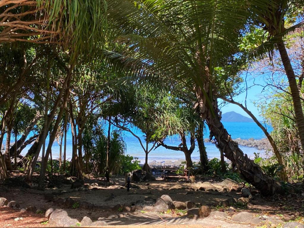 um grupo de palmeiras na praia em Eco Village Mission Beach em Mission Beach