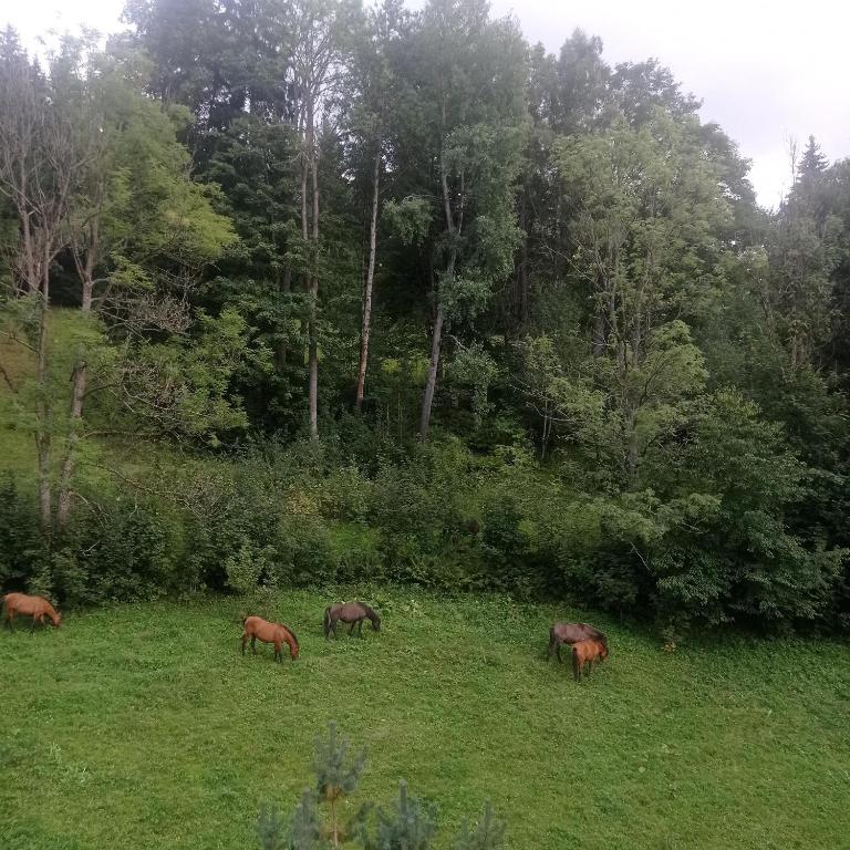 Zvířata v apartmánu nebo okolí