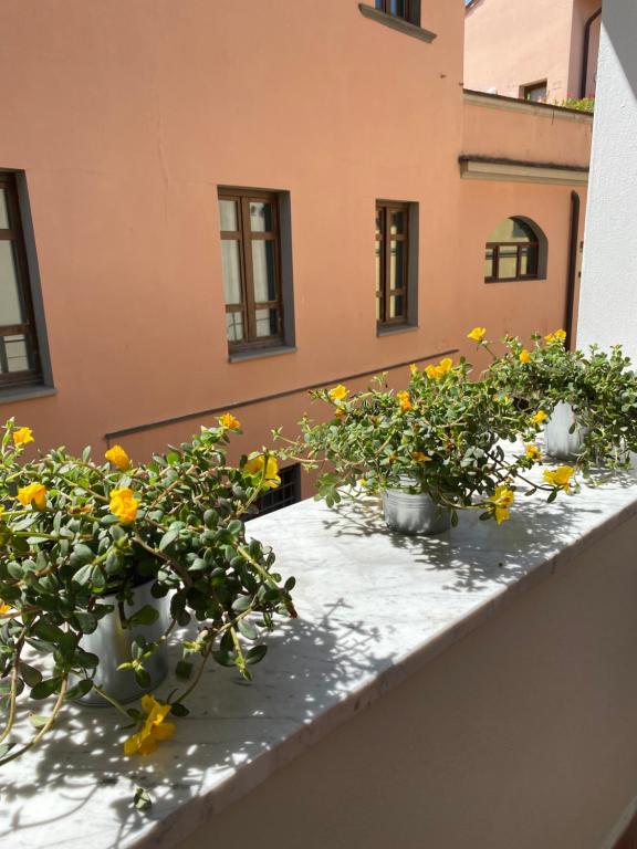 drie potplanten op een richel op een balkon bij Blom apartments in Pisa