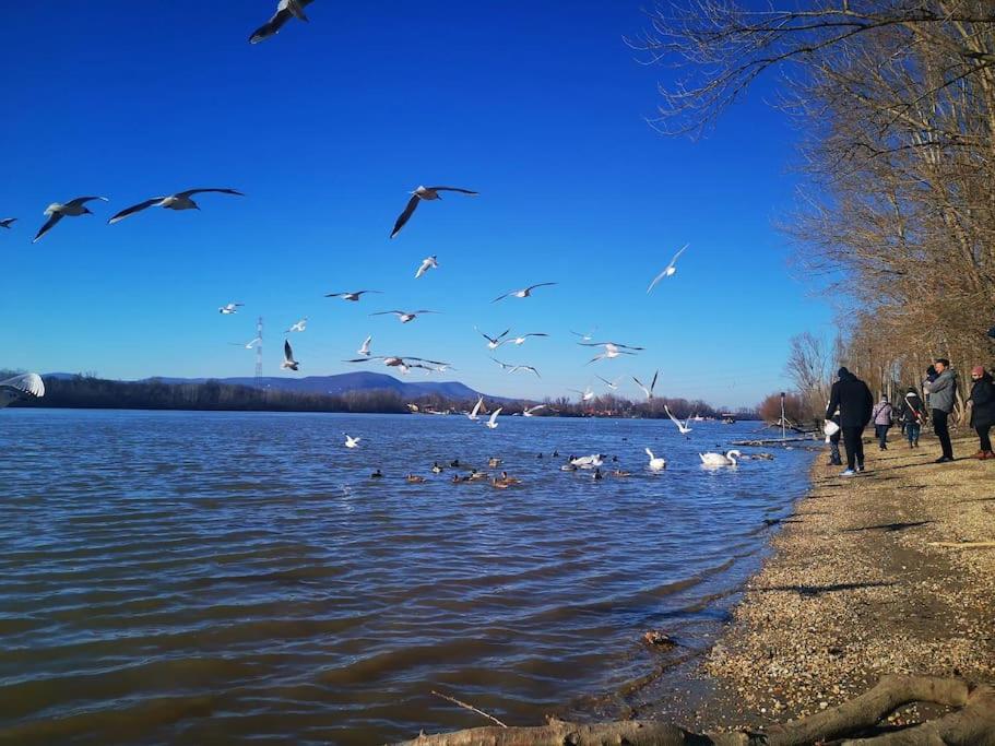 una manada de aves volando sobre un cuerpo de agua en Duna Riverside en Dunakeszi