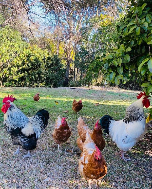Altri animali domestici presso l'affittacamere o nei dintorni