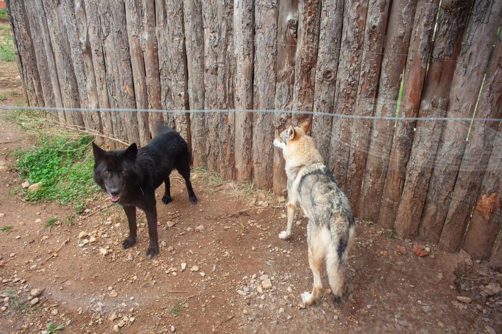 two dogs standing next to a wooden fence at Les Salons du Bastier 2 in Ginasservis