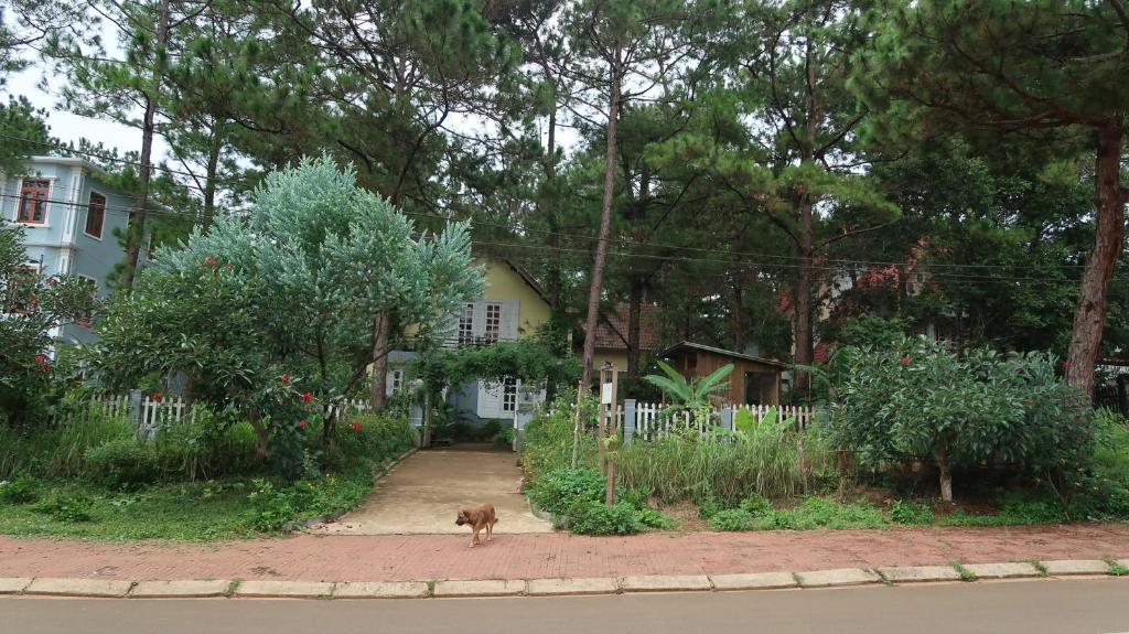 um cão parado em frente a uma casa em La Maison Homestay Măng Đen em Kon Tum