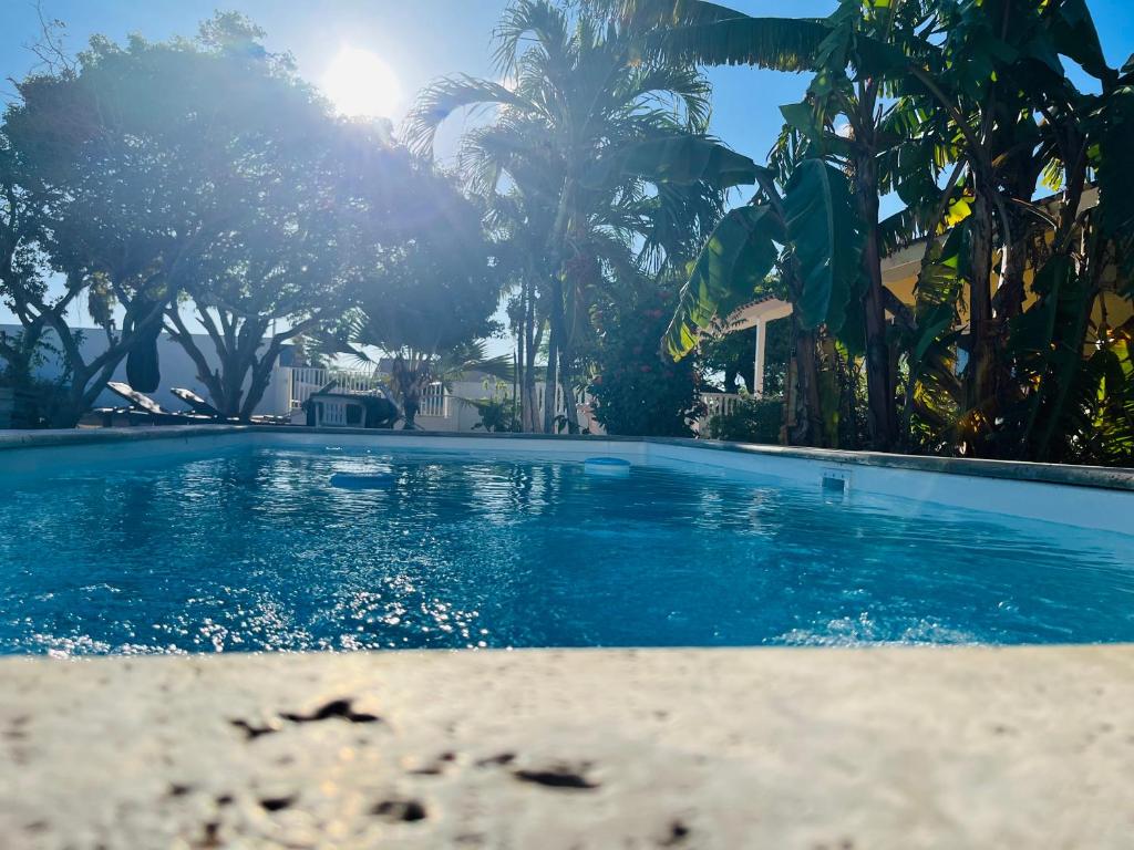 a swimming pool with blue water and palm trees at Bon Bini Kokolishi in Willemstad