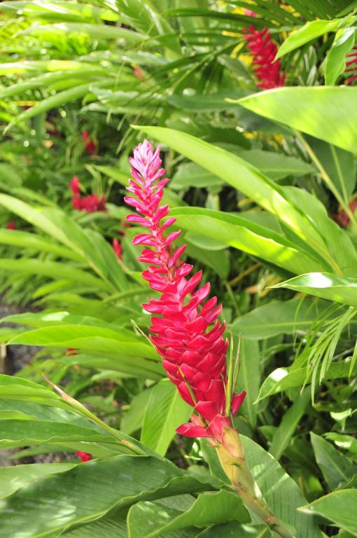 Zahrada ubytování Le Colibri d'isa