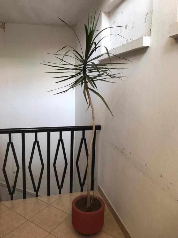 Foto dalla galleria di San Fernando Hostal a Città di Oaxaca