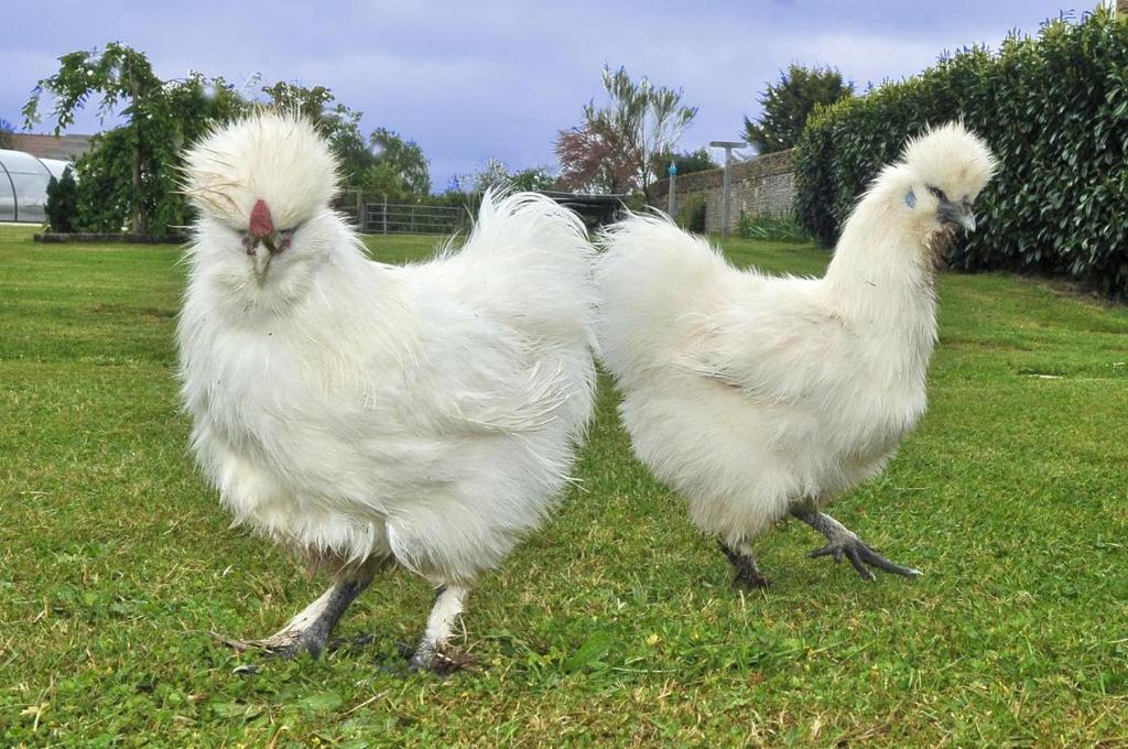 two white chickens standing in the grass at La Grange 