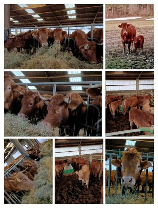 a collage of pictures of cows in a barn at Chez Pierrette et Eugène Prix nuitée&#47;10 personne in Le Lautaret