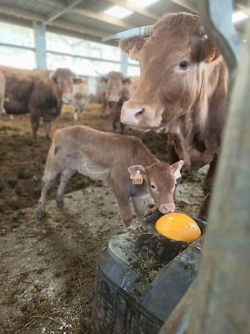 a mother cow and a baby calf in a barn at Chez Pierrette et Eugène Prix nuitée&#47;10 personne in Le Lautaret