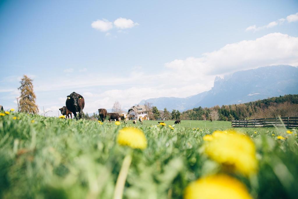 Hosté ubytování Alpin Farm Birke - Oberweidacherhof