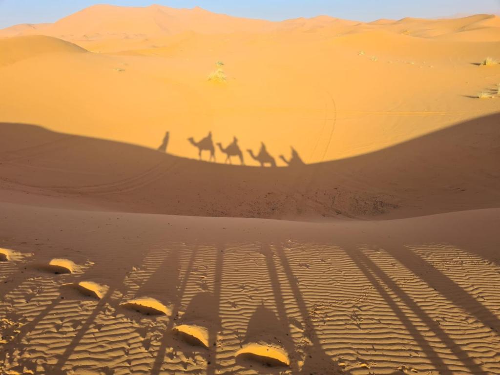 a group of camel walking in the desert at Sahara Ousis Camp in Merzouga