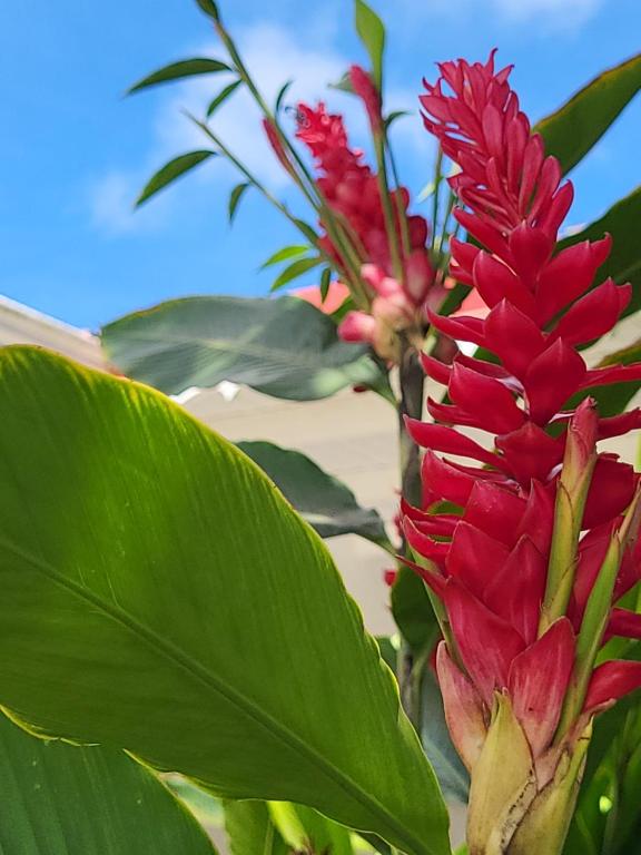 uma flor vermelha com algumas folhas verdes ao lado em Case rouge em Les Abymes