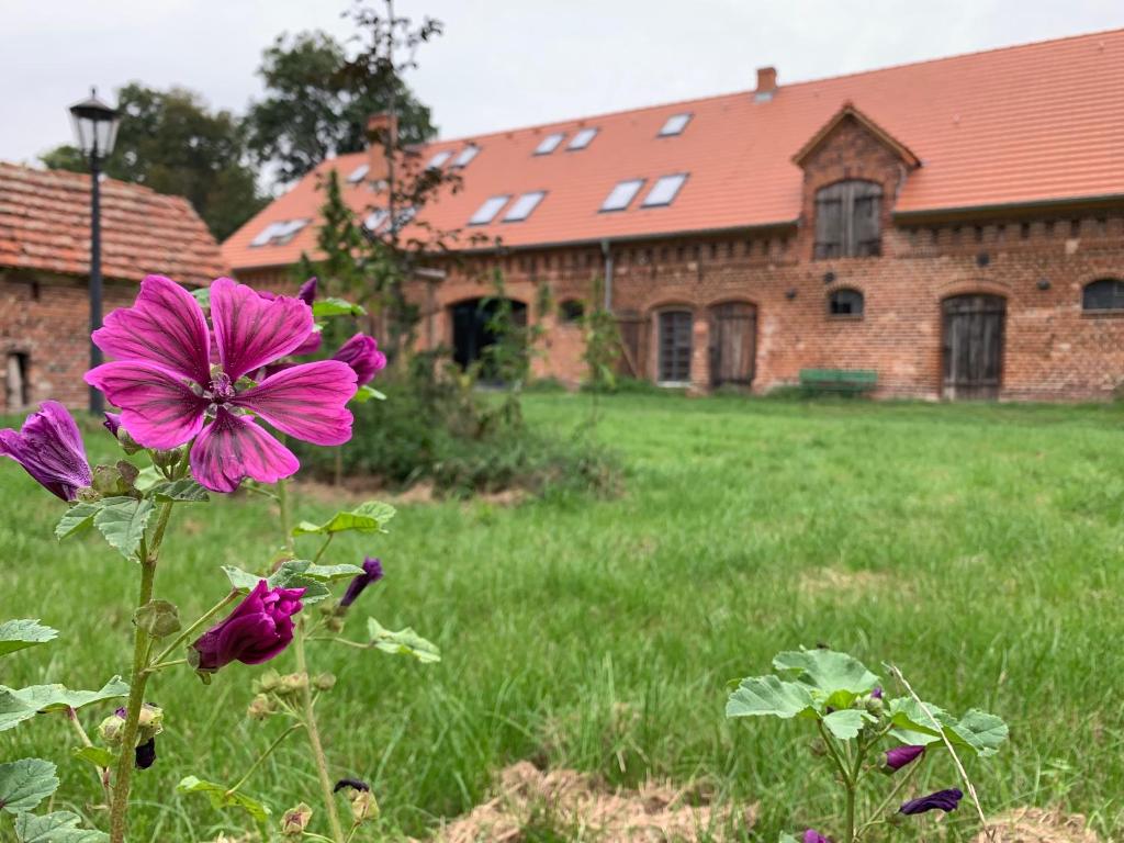 eine lila Blume auf einem Feld vor einem Gebäude in der Unterkunft Ferienhof Weitblick in Letschin