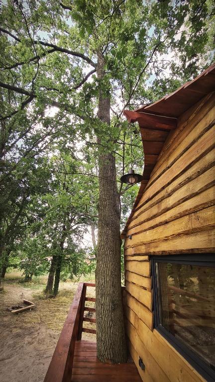 Fotografie z fotogalerie ubytování Tree Vill v destinaci Golędzinów