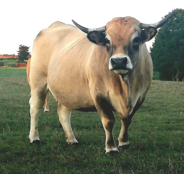 Zvířata v ubytování v soukromí nebo okolí