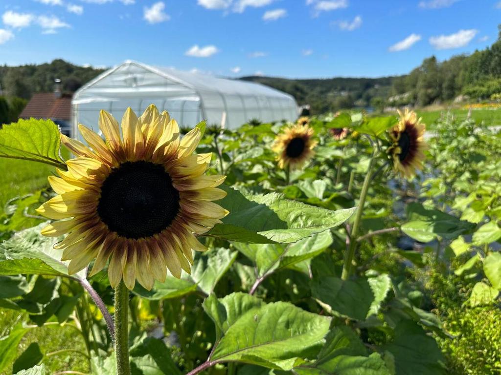 a field of sunflowers with a greenhouse in the background at Hus med sentral beliggenhet in Tysvær
