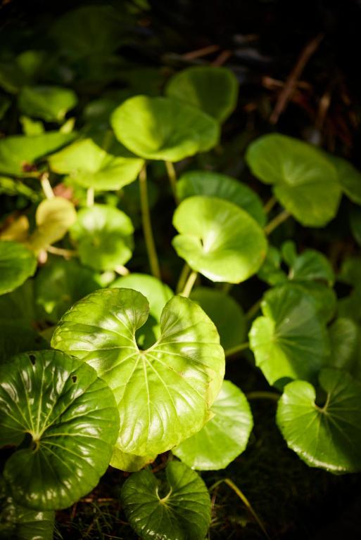 Emerald Inn on Takapuna Beach - Resim 42