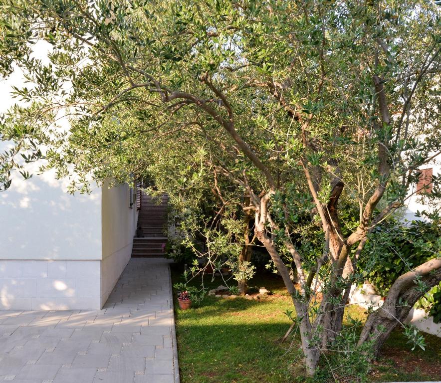 drzewo w ogrodzie obok domu w obiekcie Apartments Doda w mieście Zadar