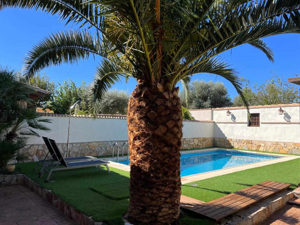 a palm tree next to a swimming pool at TOLEDO ENCANTADO Piscina y BBQ privada 2,5 km de Puy du Foy in Argés