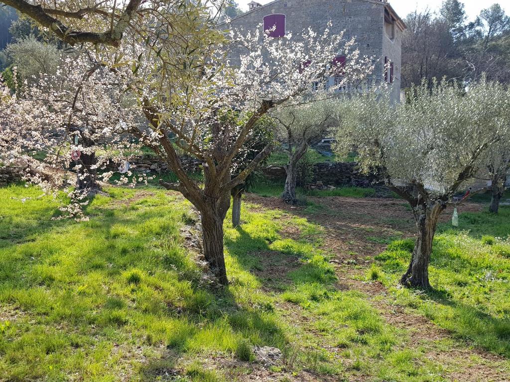Zahrada ubytování Gîtes Mas des rochers - Case bambou avec Spa