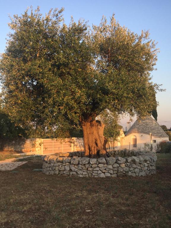 TRULLI LE 2 NICCHIE - 19