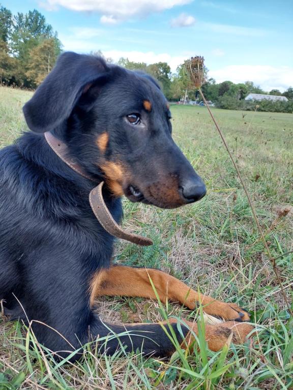 a black and brown dog laying in the grass at Hôtel La Flambée in Bergerac