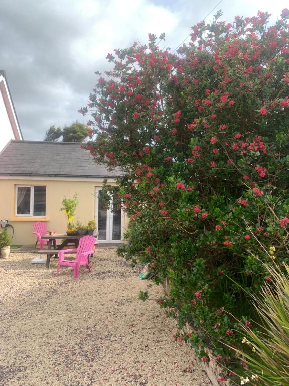 a house with pink chairs and a bush with pink flowers at Tig Monbretia in Dingle