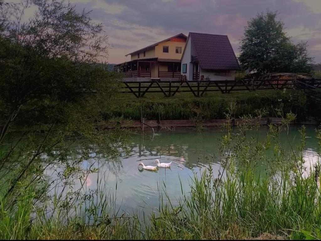 uma casa e dois cisnes num lago em frente a uma casa em Căsuța de la râu em Rîşca