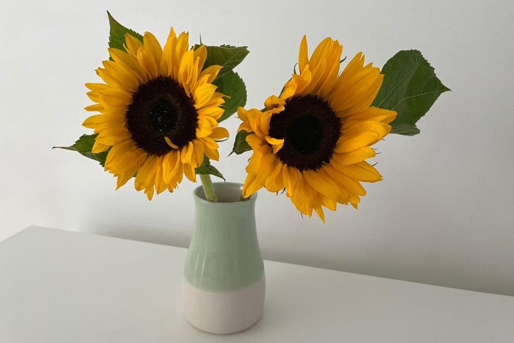 a vase with three yellow sunflowers in it at Whitstable The Jolly in Whitstable