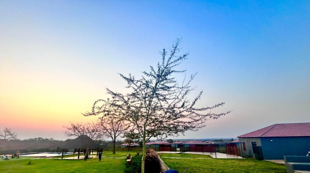 a tree in a field with a sunset in the background at CyC Guest Lodge in Giyani