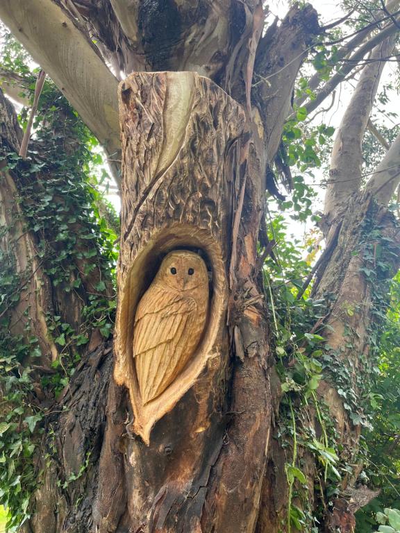 an owl carved into the side of a tree at Next door at Broomfield House in Midleton